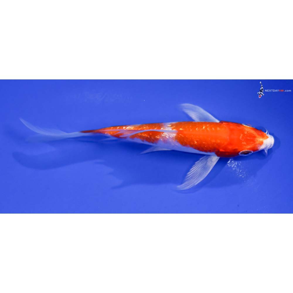 4.5” Imported Gin Rin Hariwake Butterfly Koi