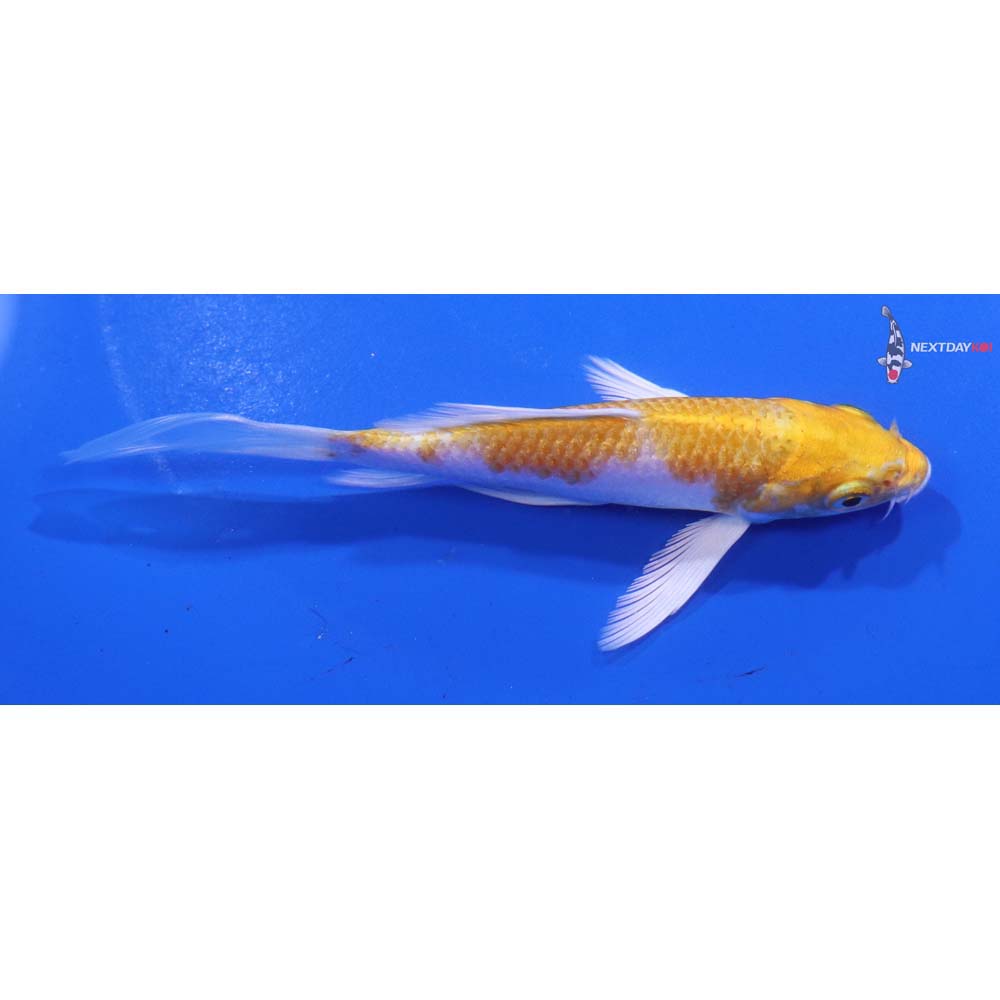 4.5” Imported Lemon Hariwake Butterfly Koi