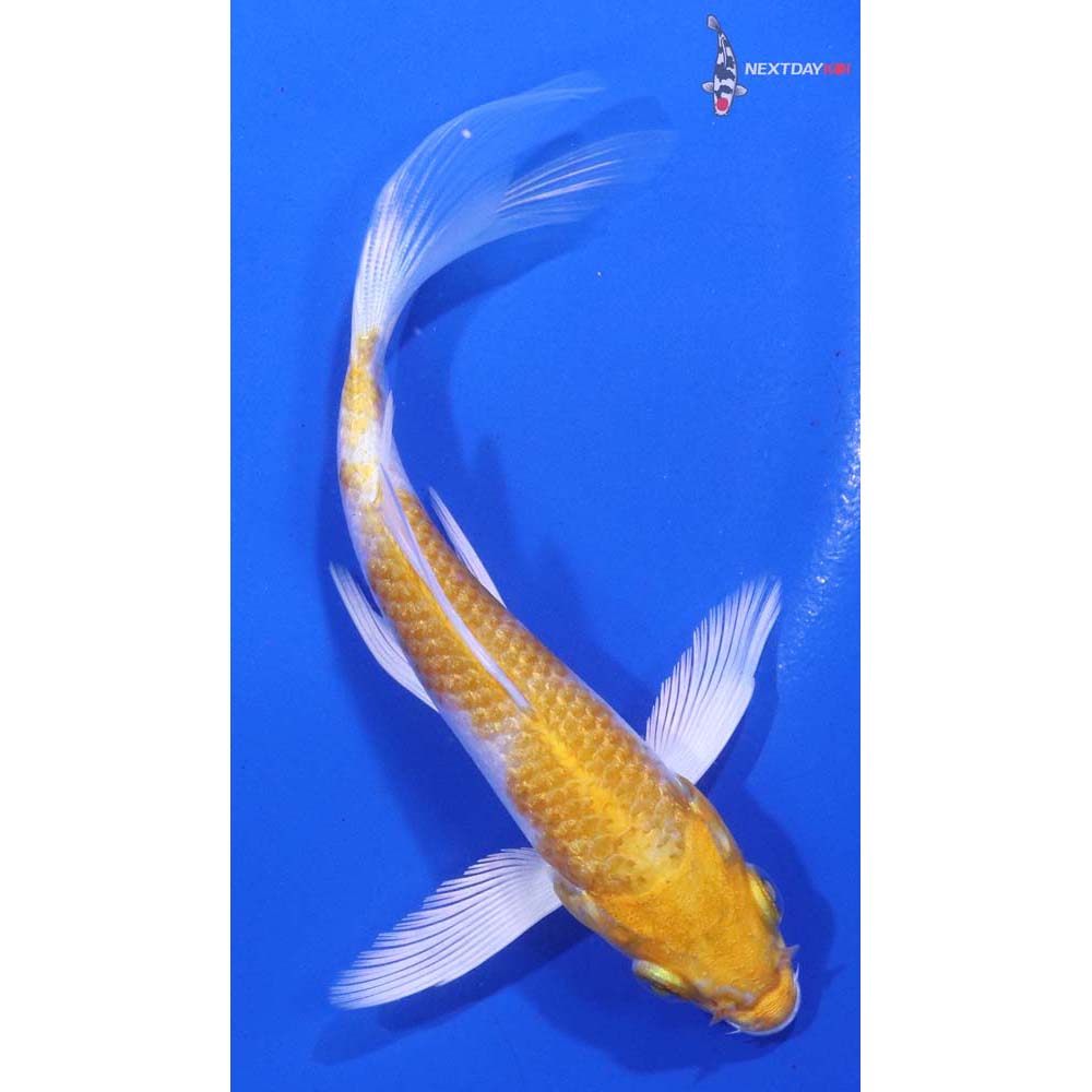 4.5” Imported Lemon Hariwake Butterfly Koi