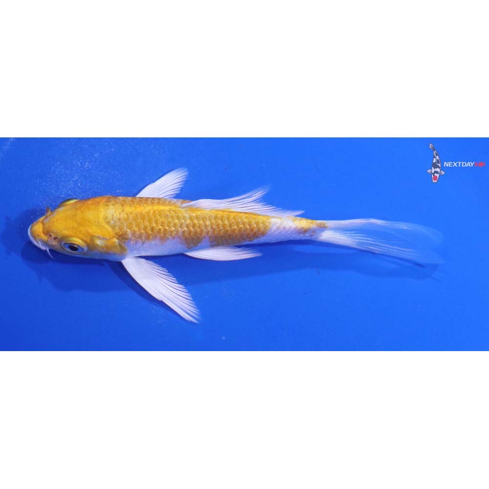 4.5” Imported Lemon Hariwake Butterfly Koi