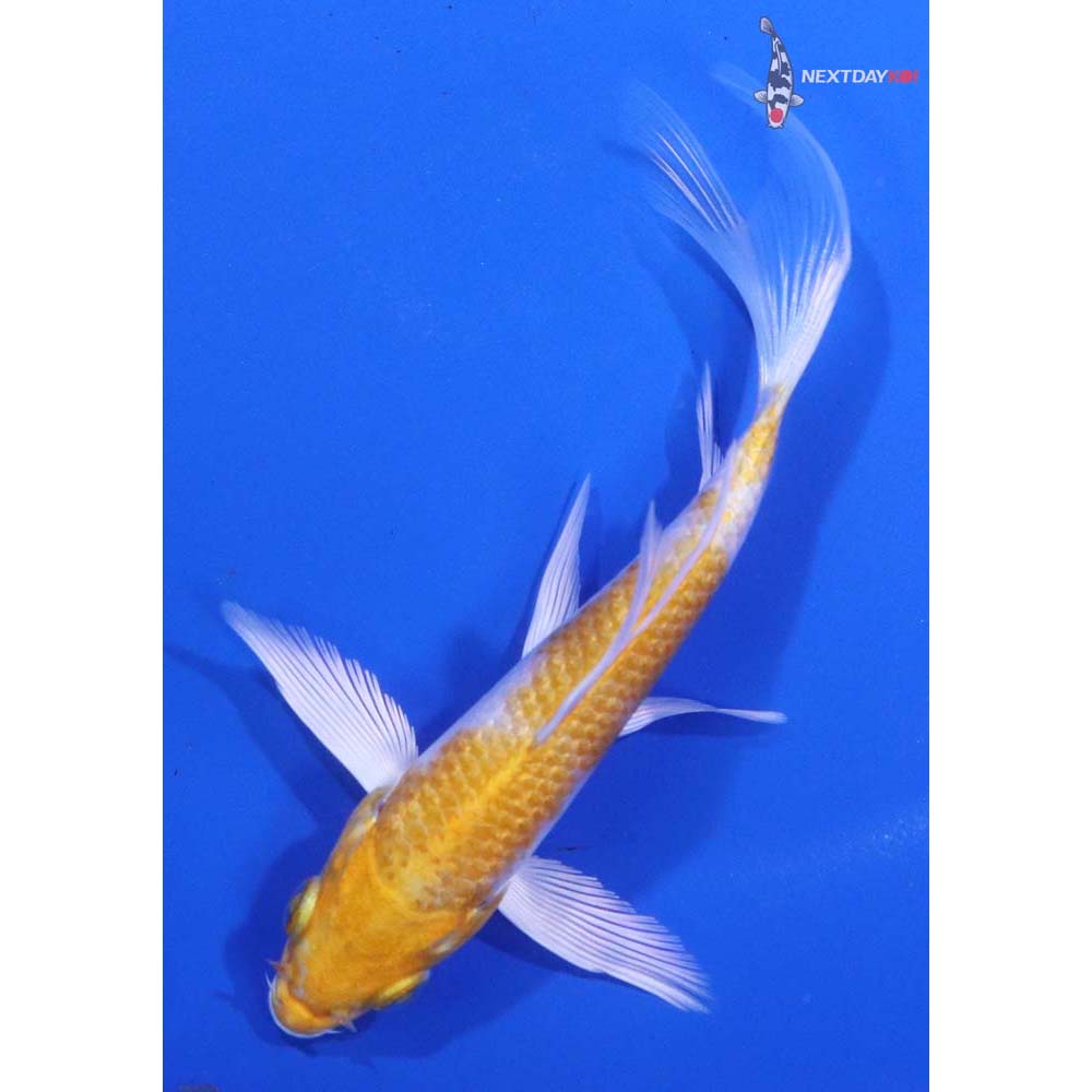 4.5” Imported Lemon Hariwake Butterfly Koi