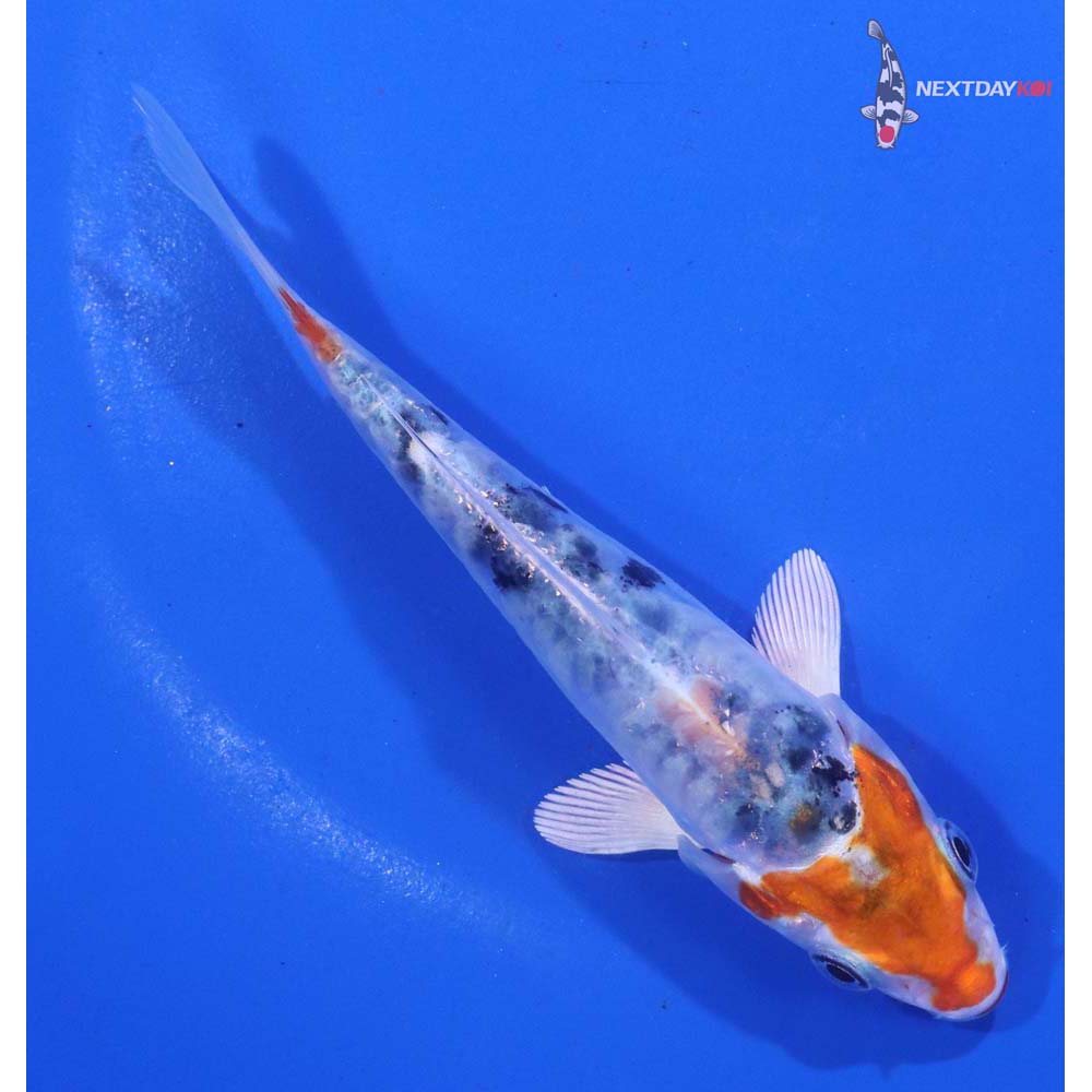 4.5” Imported Heisei Nishiki