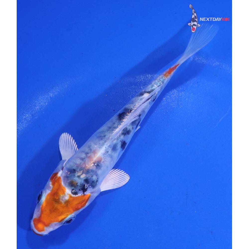 4.5” Imported Heisei Nishiki