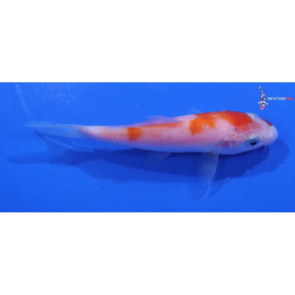 4” Imported Kohaku