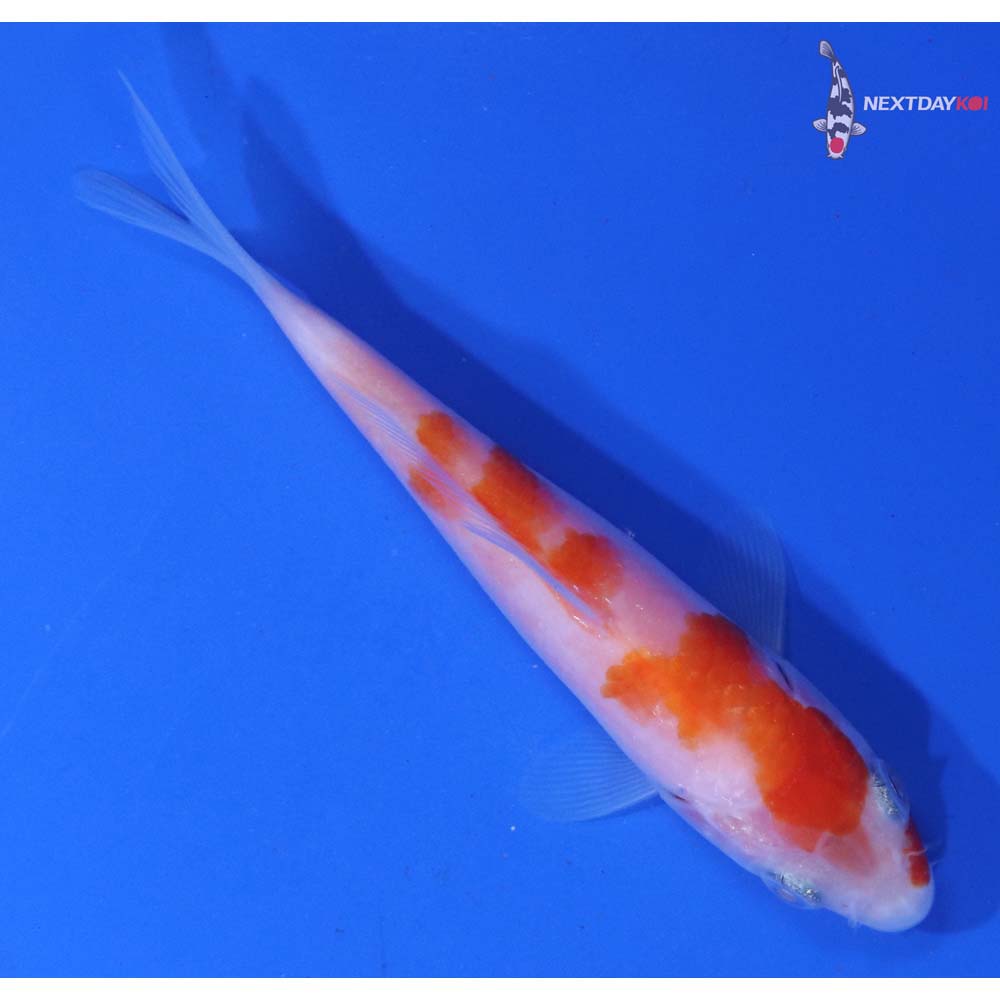 4” Imported Kohaku