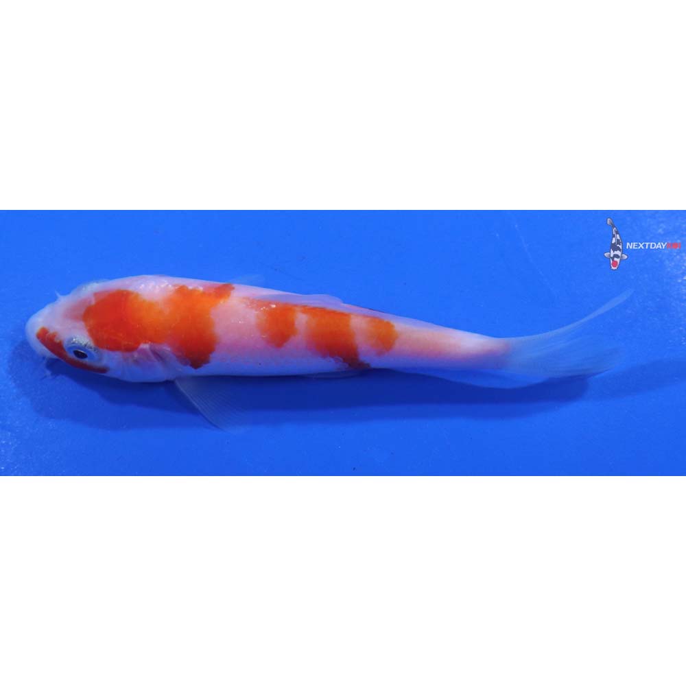 4” Imported Kohaku