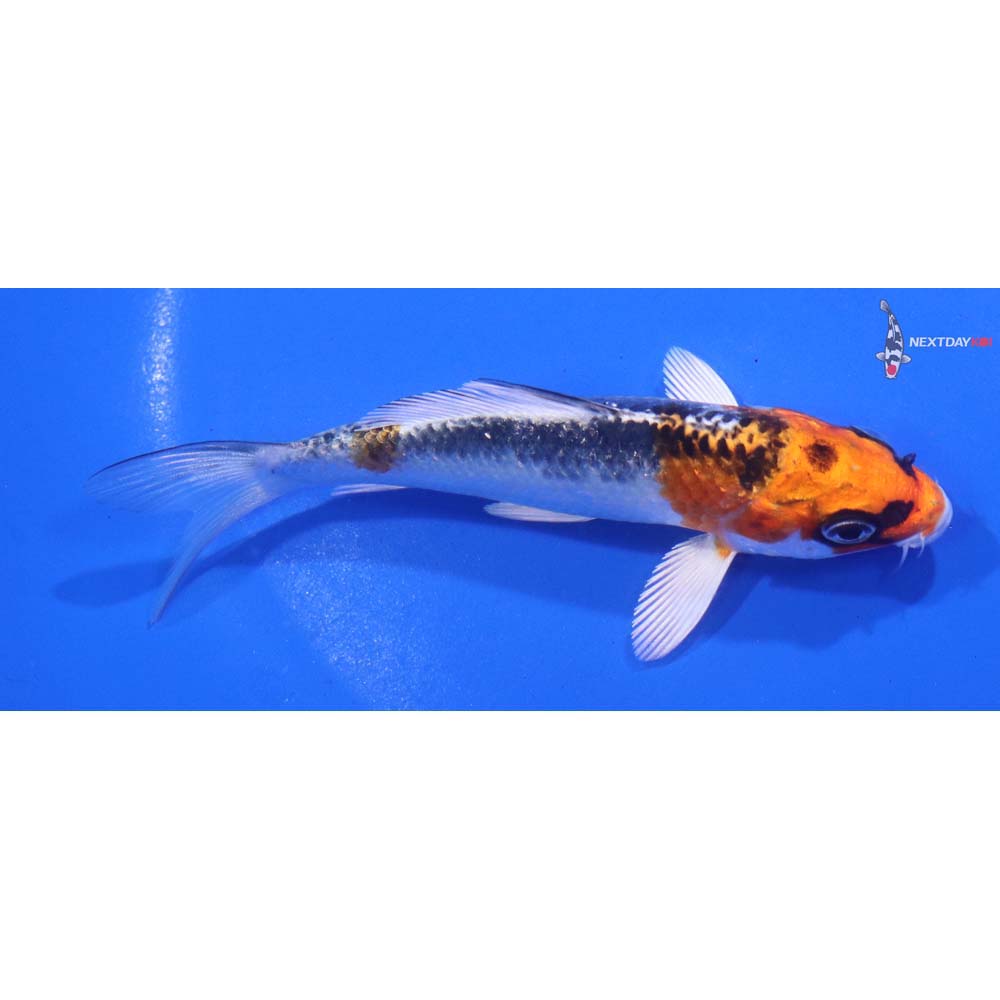 4.5” Imported Kujaku