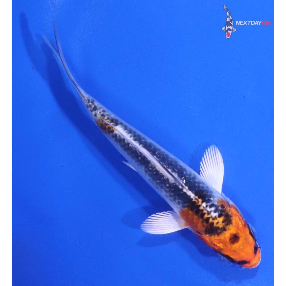 4.5” Imported Kujaku