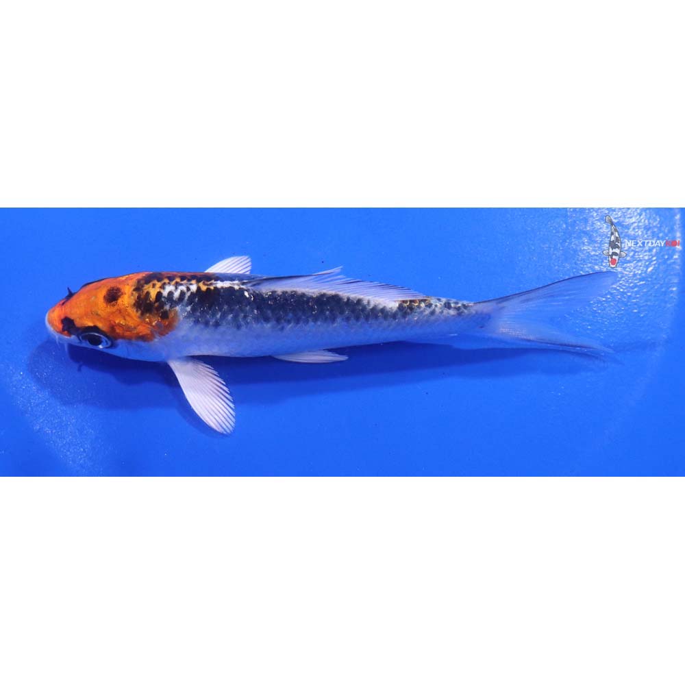 4.5” Imported Kujaku