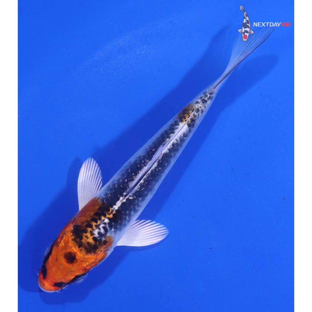 4.5” Imported Kujaku