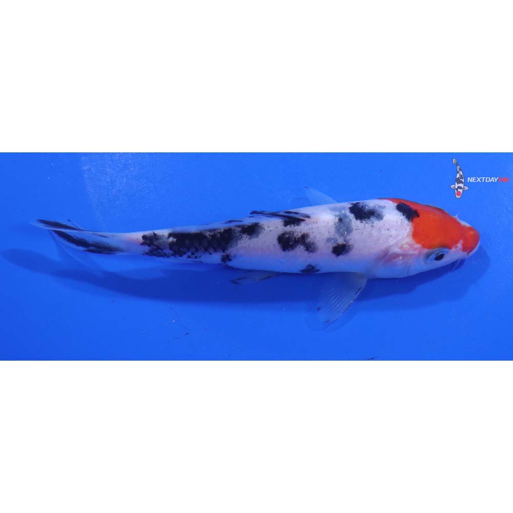 5” Imported Sanke