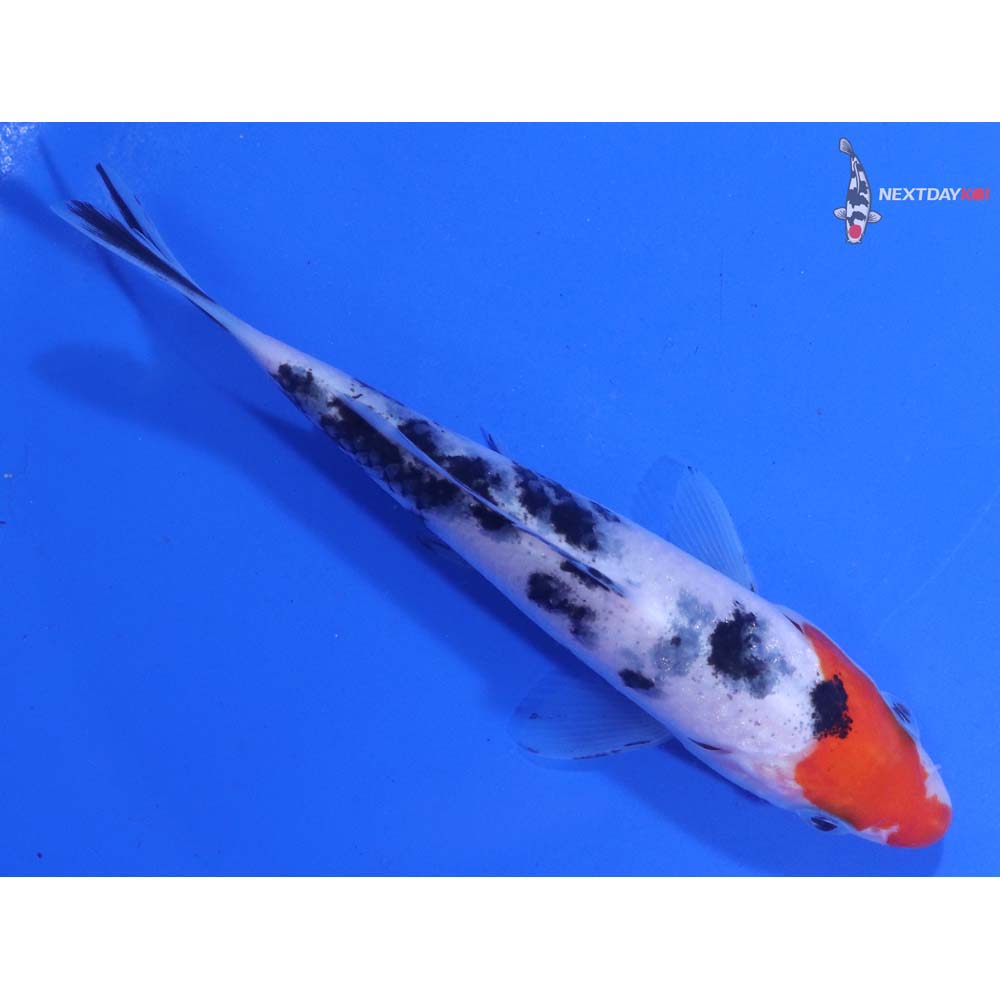 5” Imported Sanke