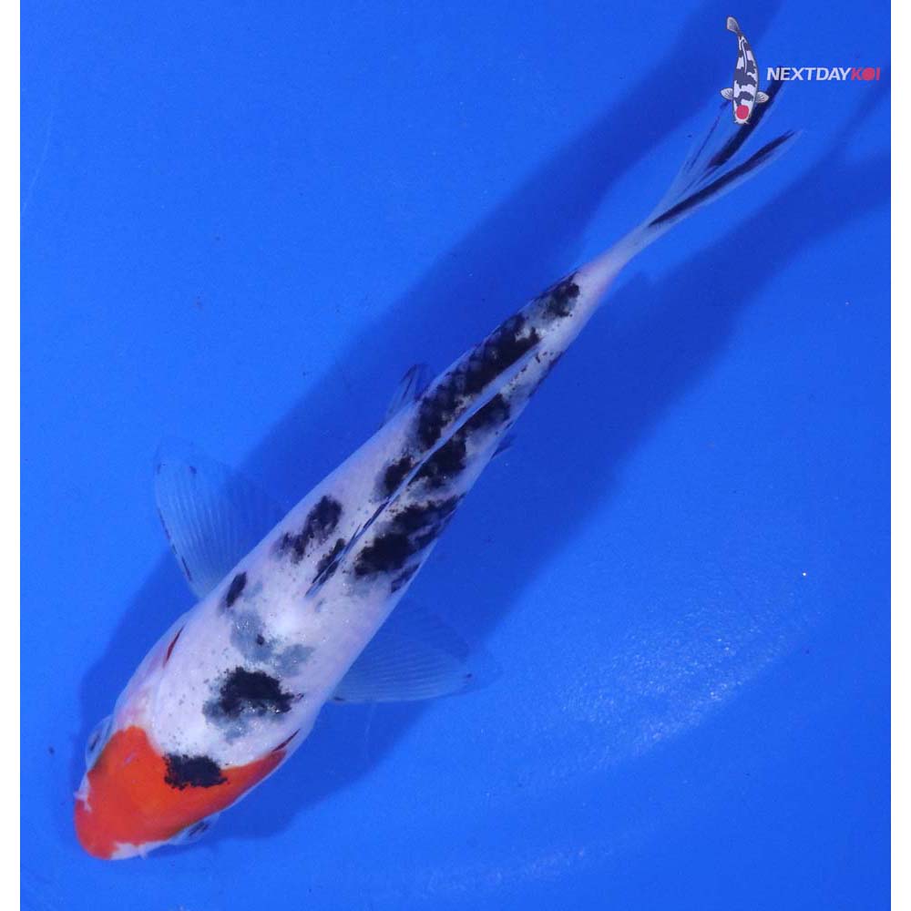 5” Imported Sanke