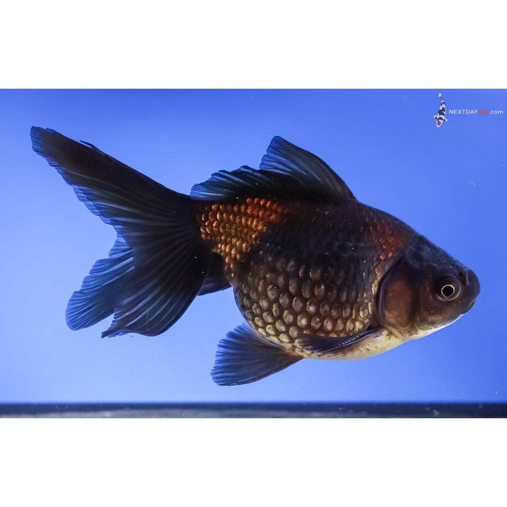5.5” Imported Black Pearlscale