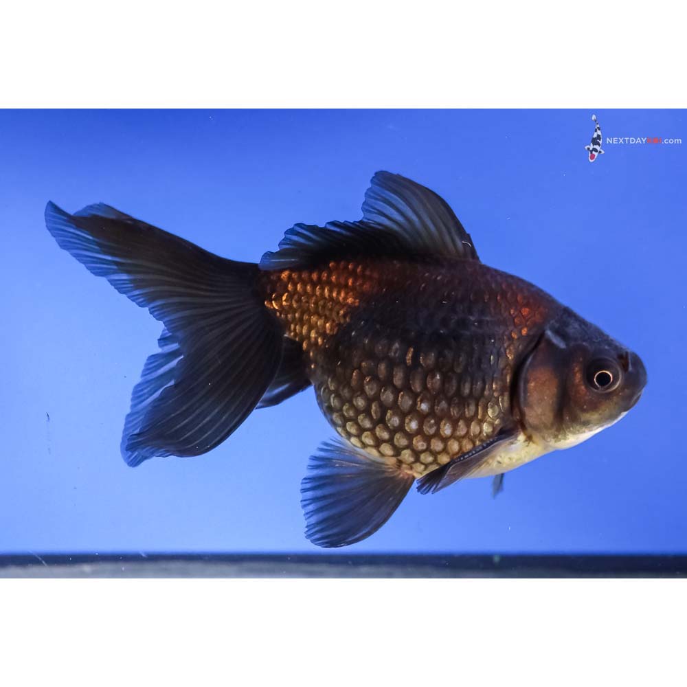 5.5” Imported Black Pearlscale