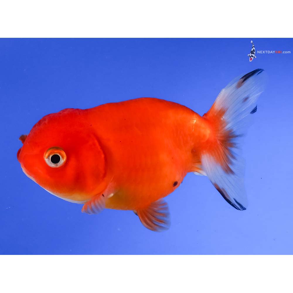 4” Imported Red and Black Ranchu