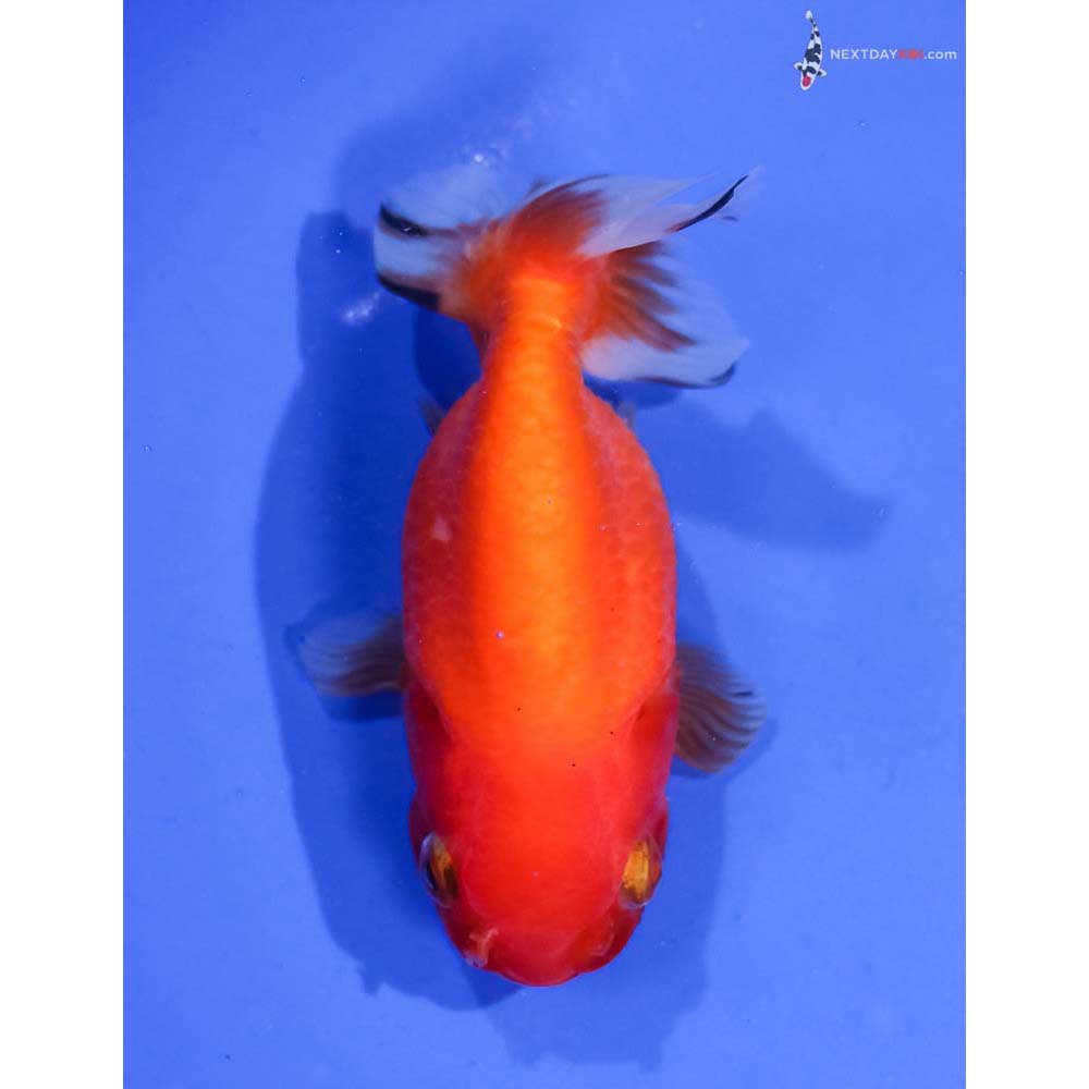 4” Imported Red and Black Ranchu