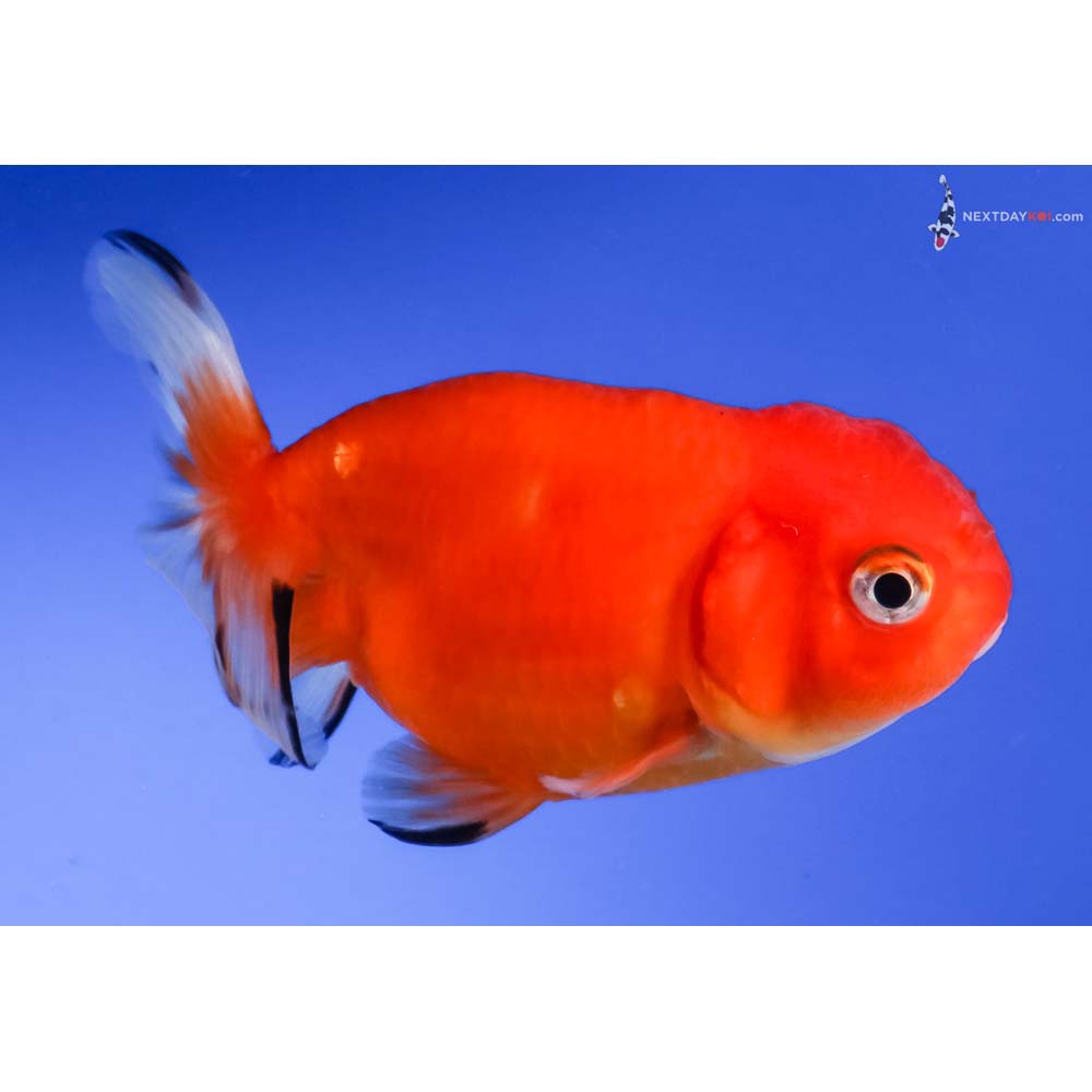 4” Imported Red and Black Ranchu