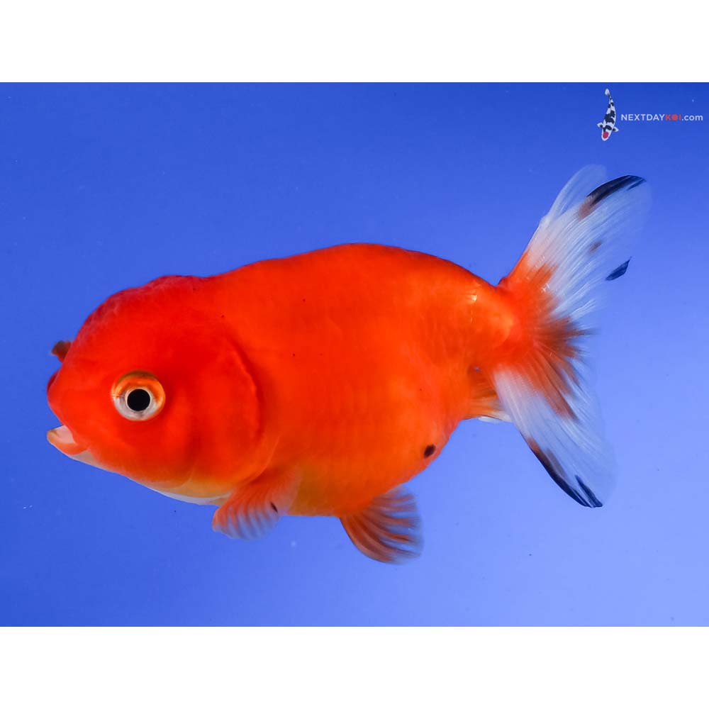 4” Imported Red and Black Ranchu