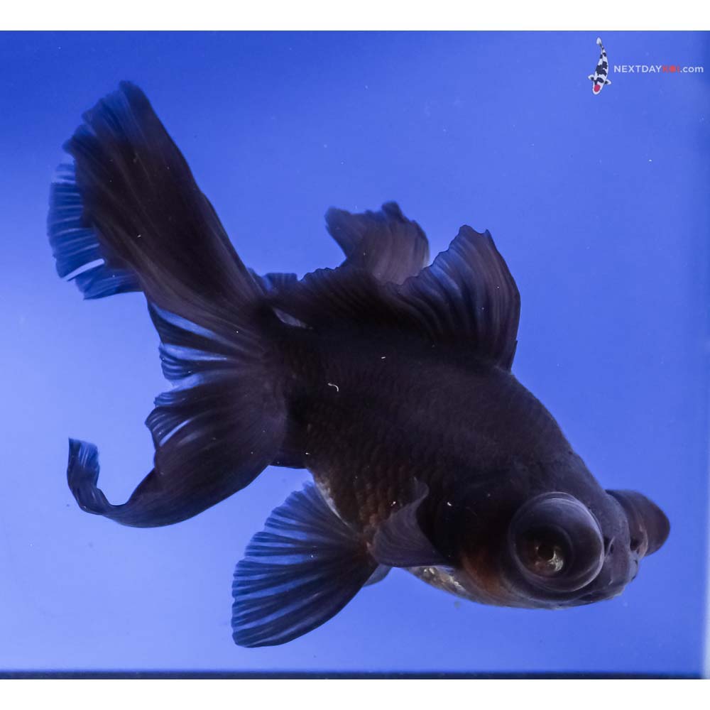 5.5” Imported Black Telescope Fantail