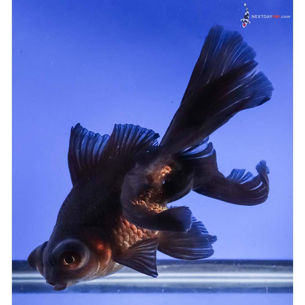 5.5” Imported Black Telescope Fantail