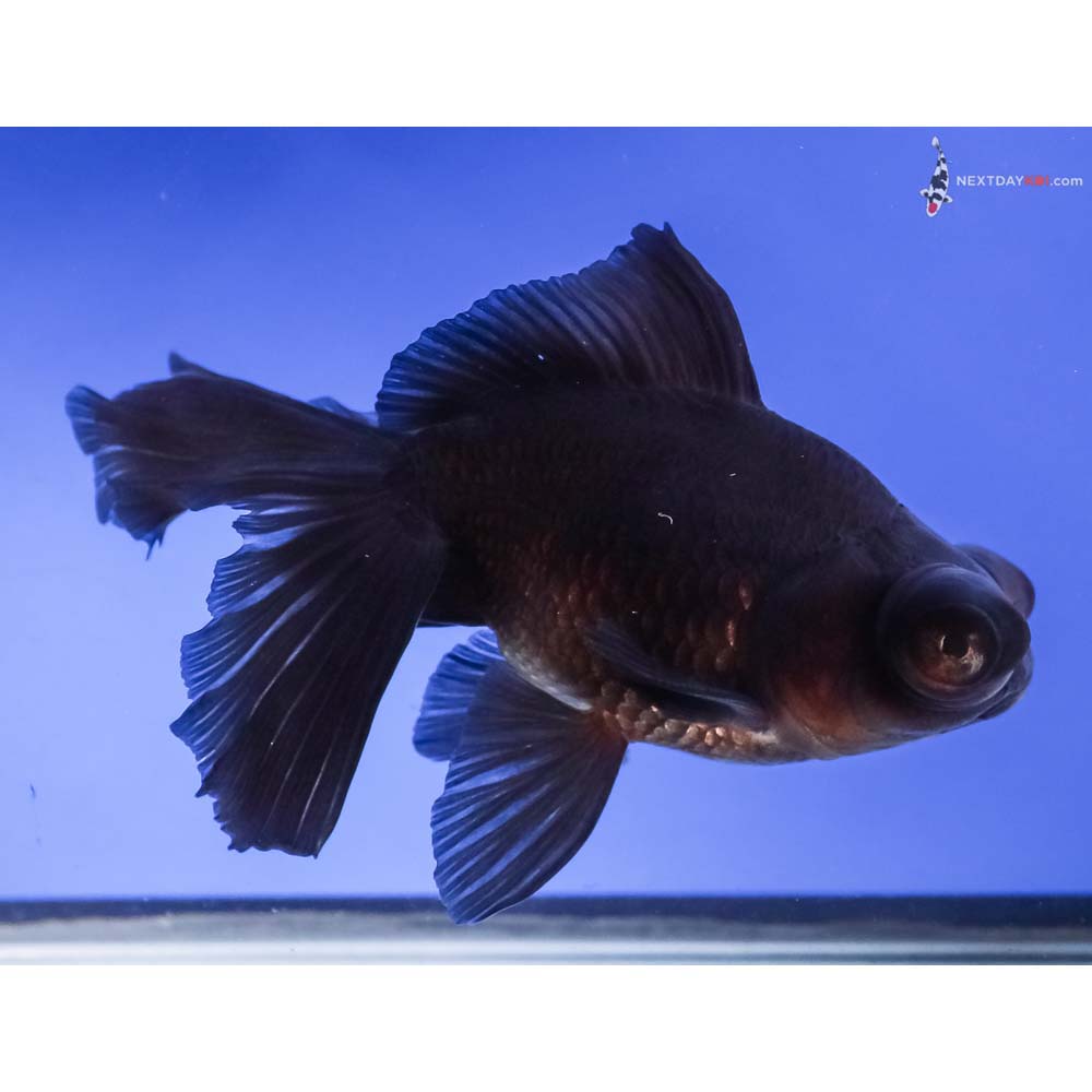 5.5” Imported Black Telescope Fantail