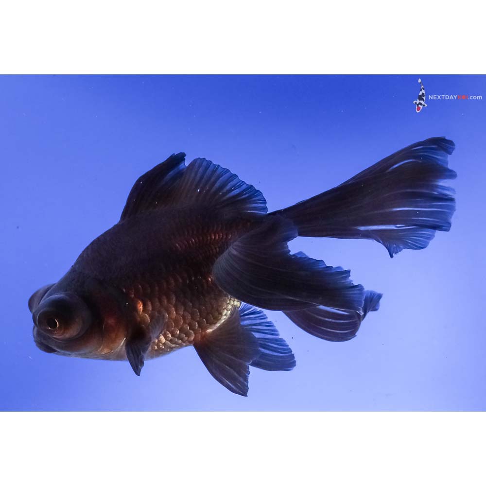 5.5” Imported Black Telescope Fantail
