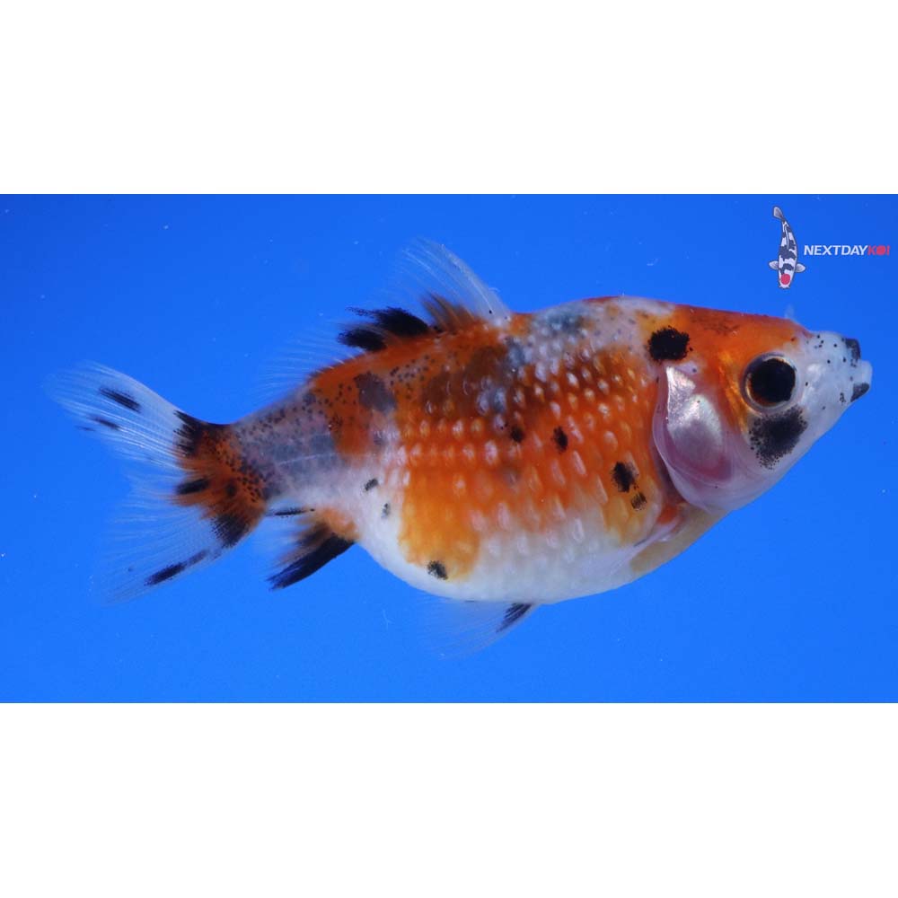 2.5” Imported Calico Pearlscale