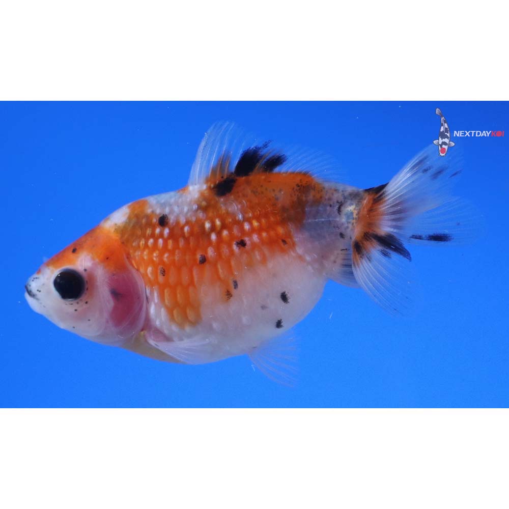 2.5” Imported Calico Pearlscale