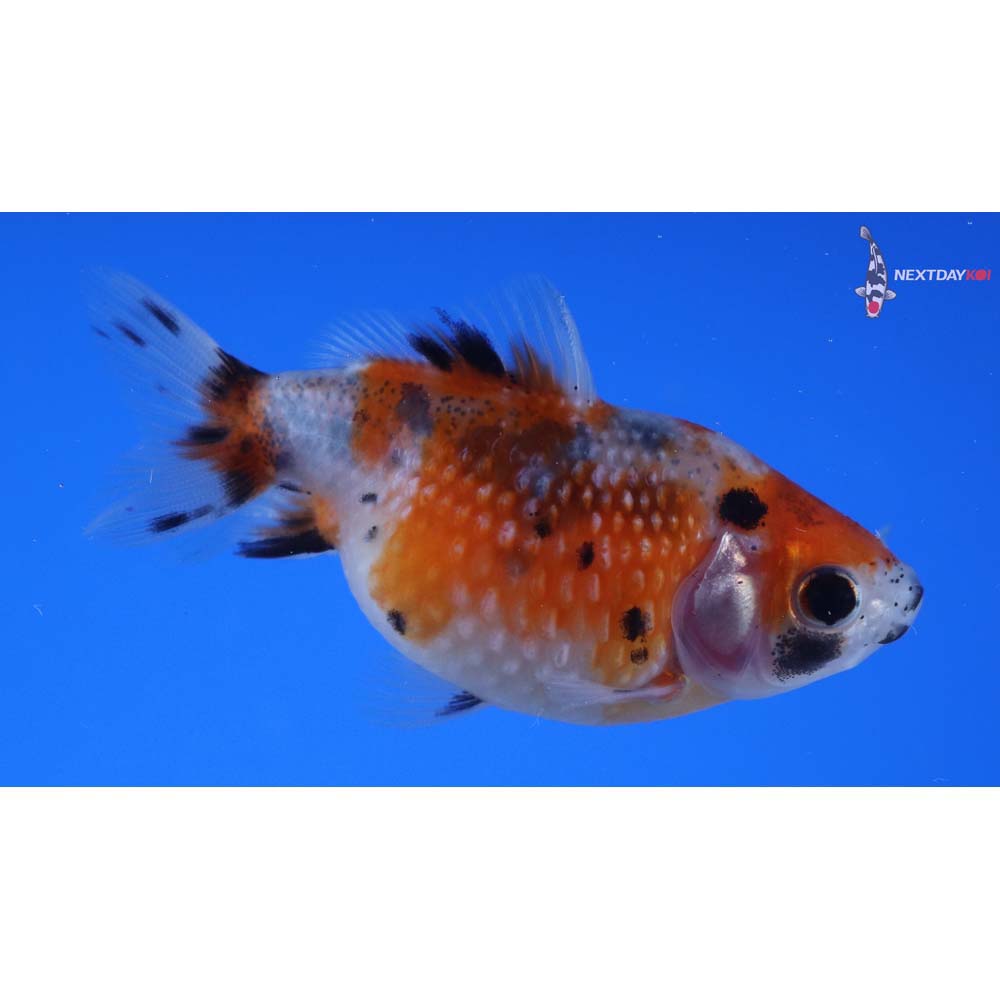 2.5” Imported Calico Pearlscale