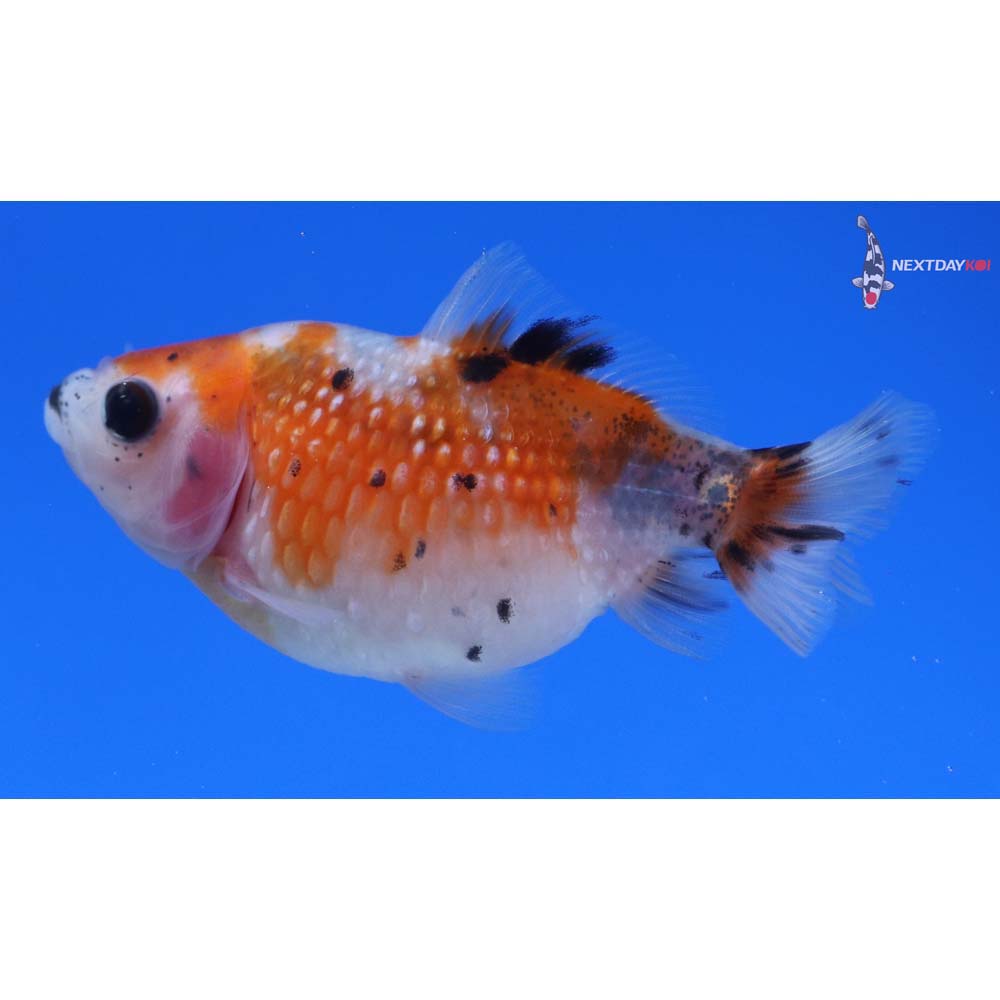 2.5” Imported Calico Pearlscale
