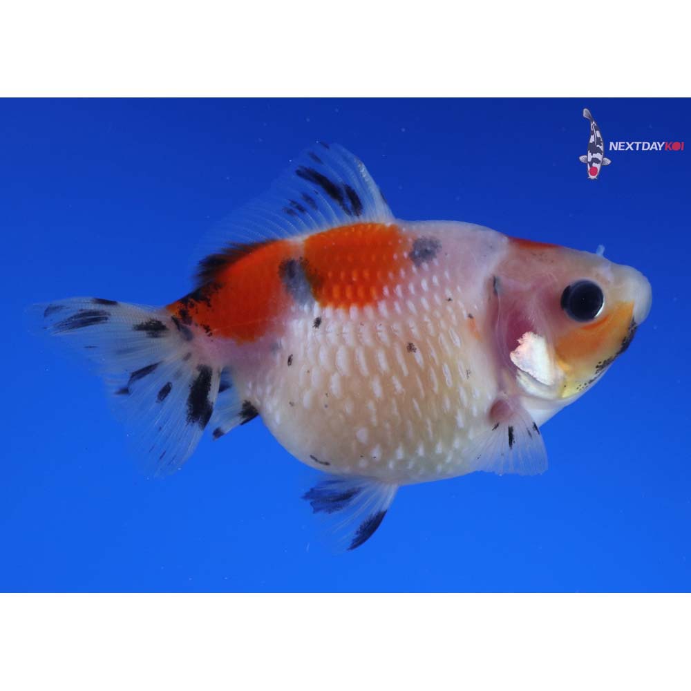 3” Imported Calico Pearlscale