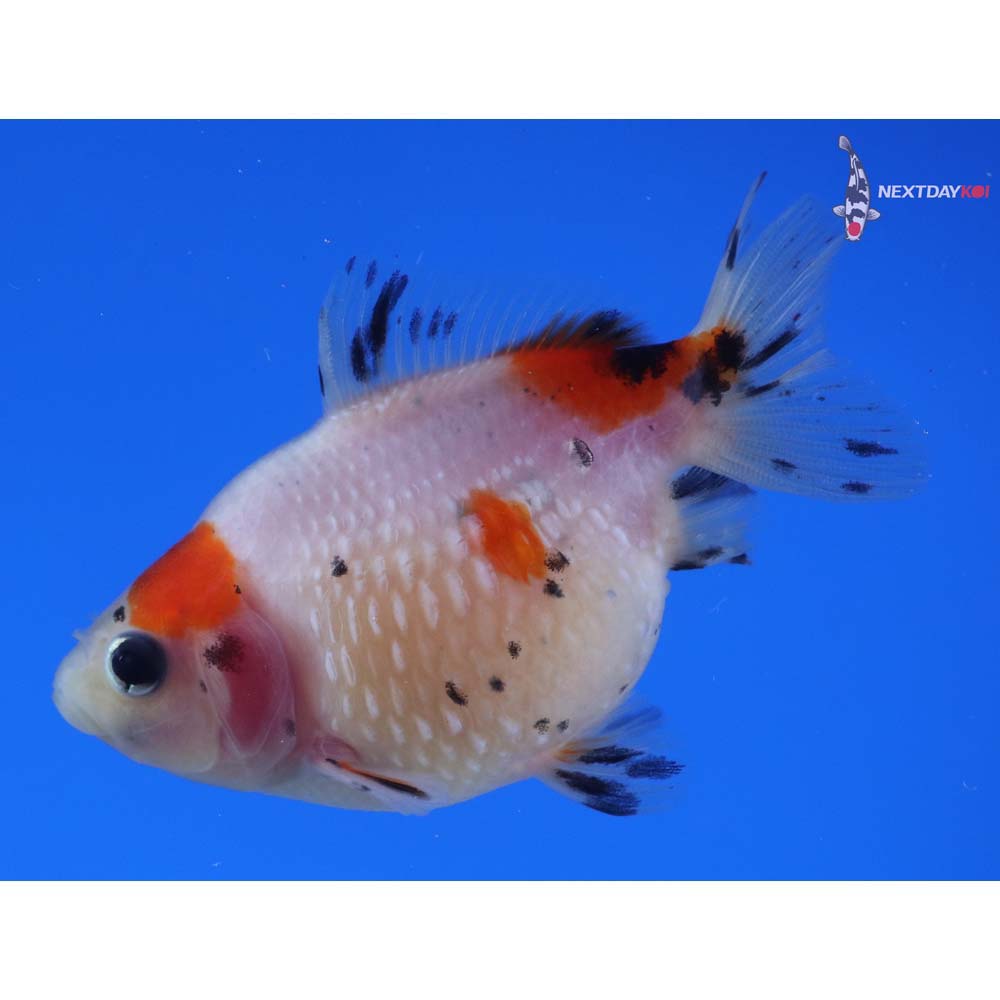 3” Imported Calico Pearlscale