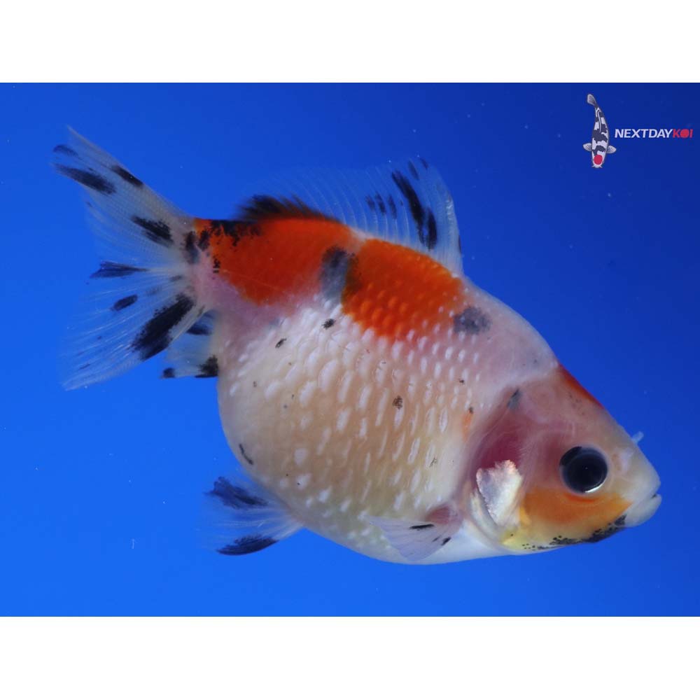 3” Imported Calico Pearlscale