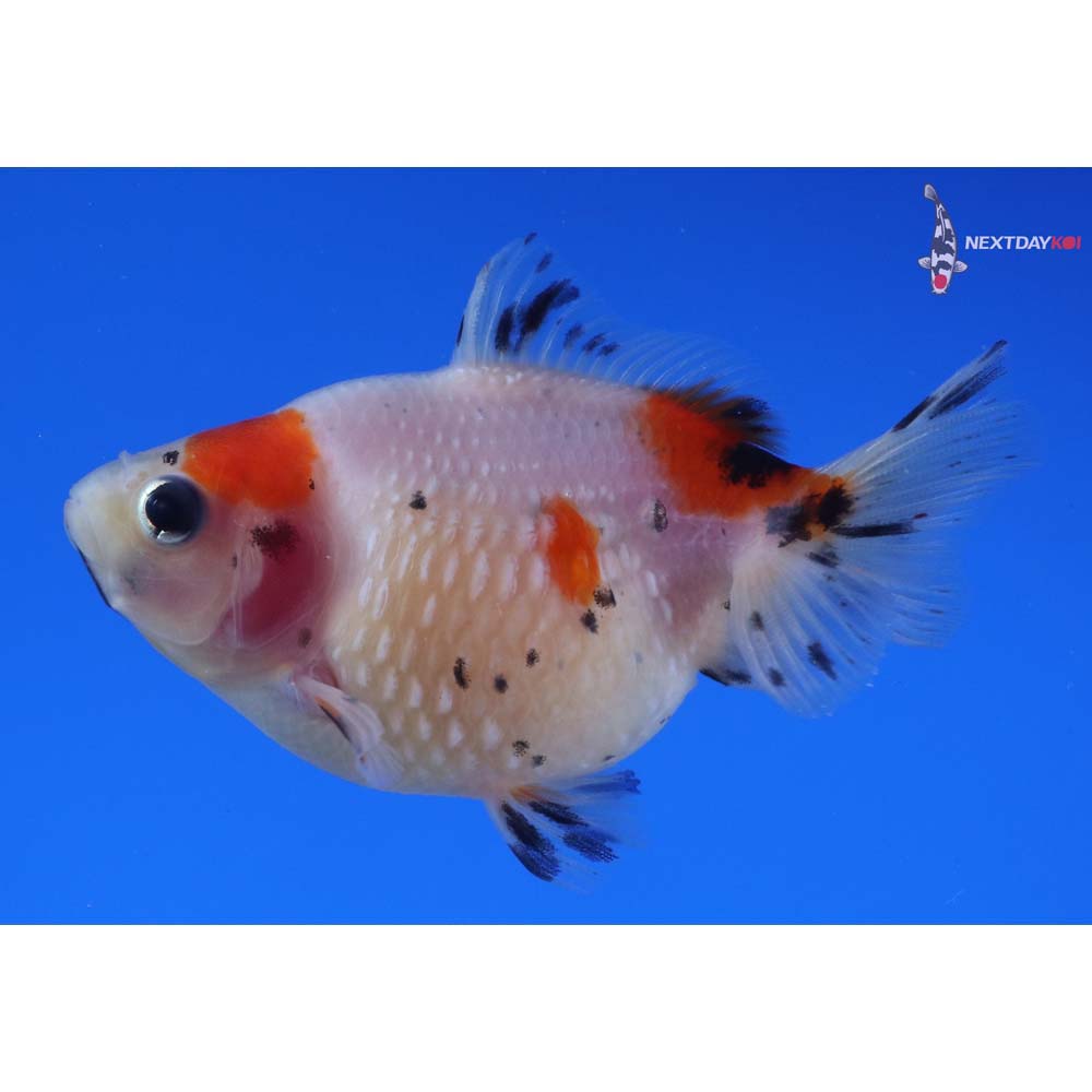 3” Imported Calico Pearlscale
