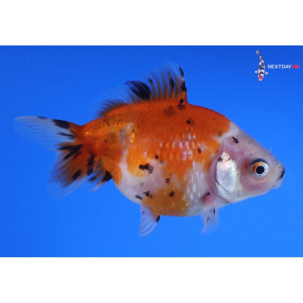 3” Imported Calico Pearlscale