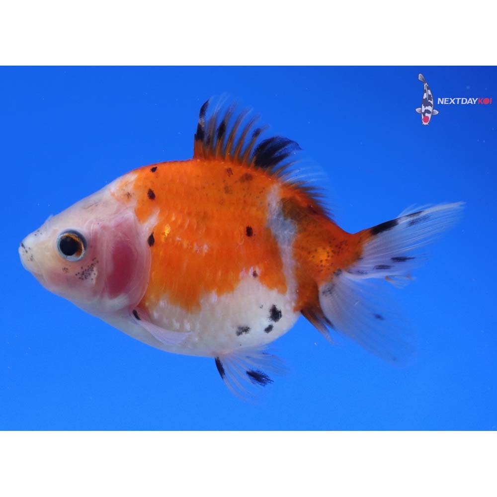 3” Imported Calico Pearlscale