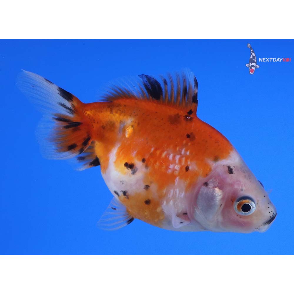 3” Imported Calico Pearlscale