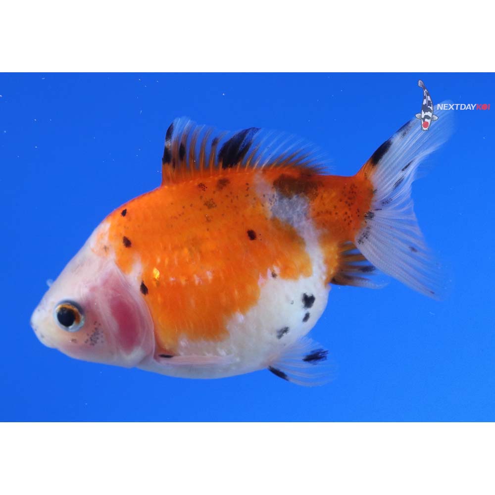 3” Imported Calico Pearlscale