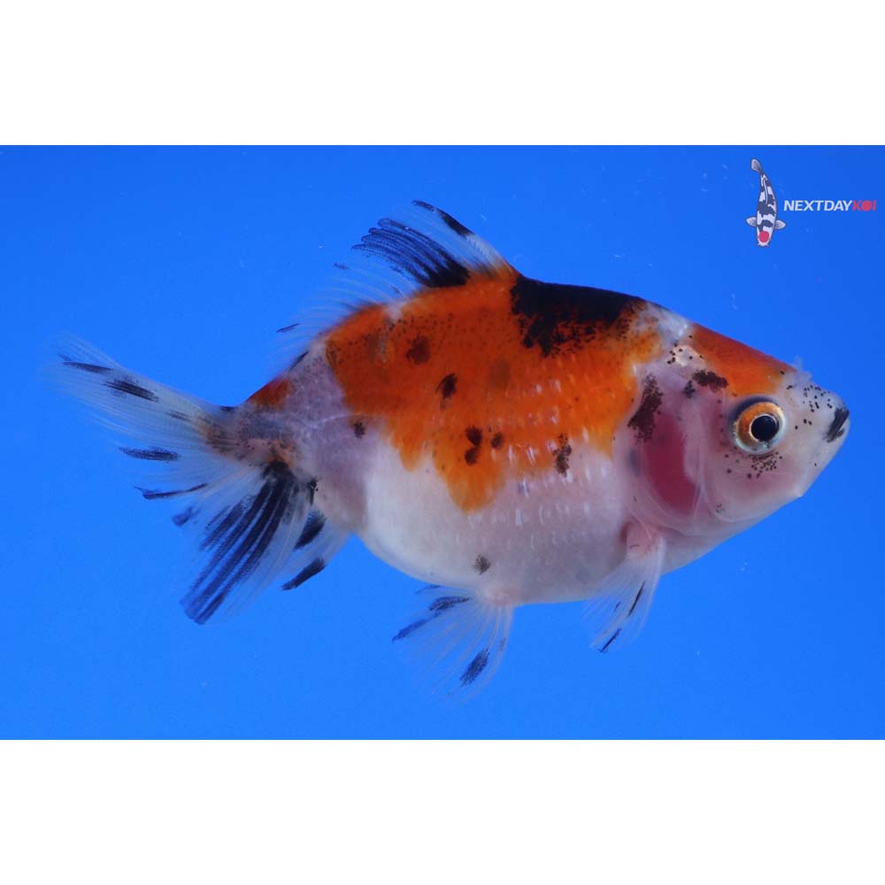 3” Imported Calico Pearlscale