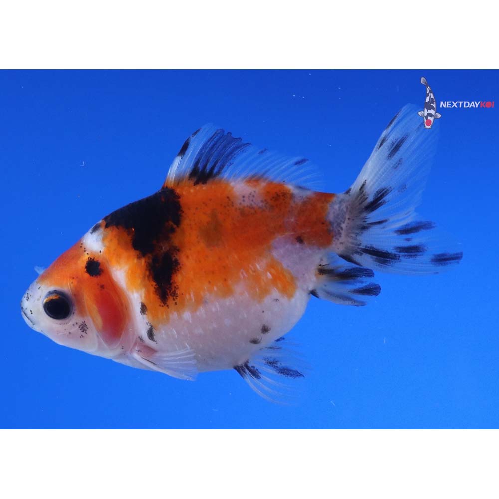 3” Imported Calico Pearlscale