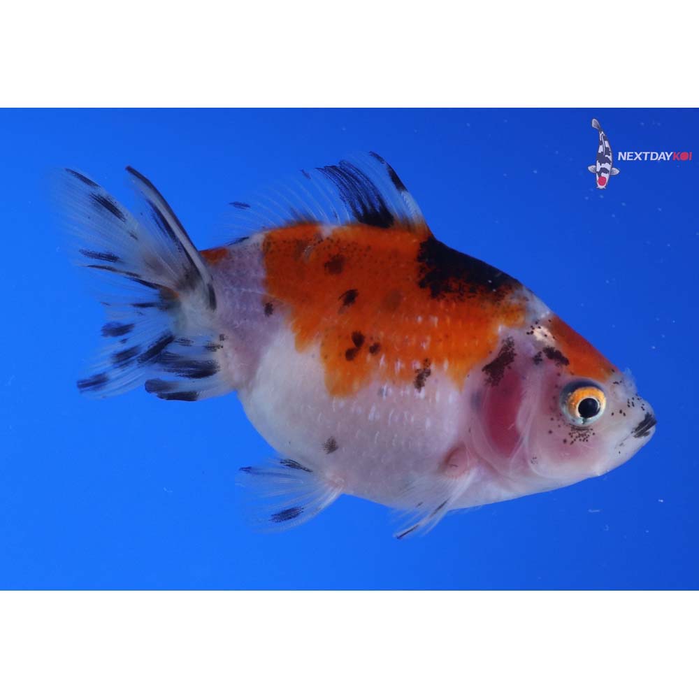 3” Imported Calico Pearlscale