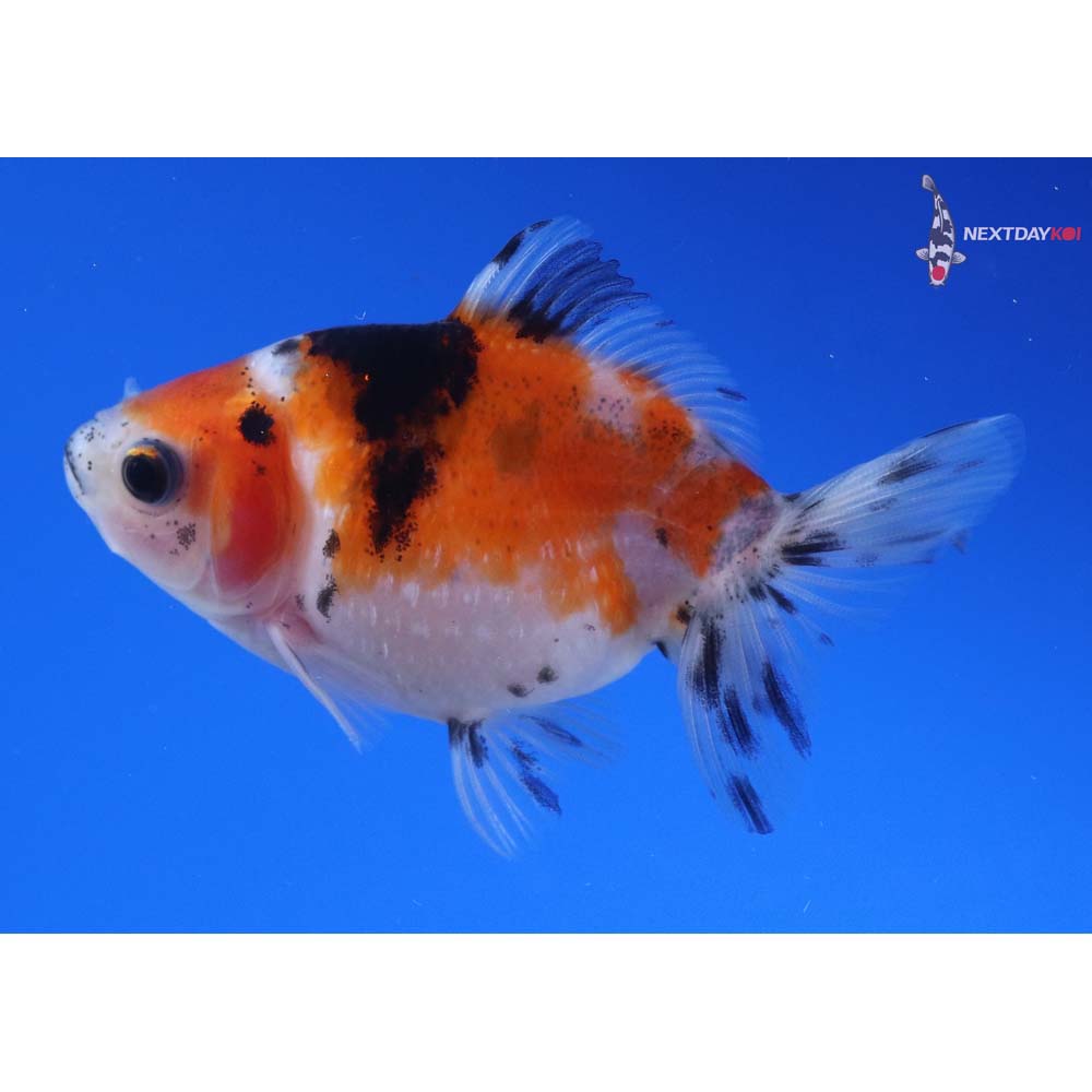 3” Imported Calico Pearlscale