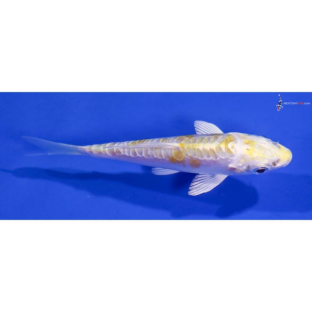 3” Imported Doitsu Lemon Hariwake