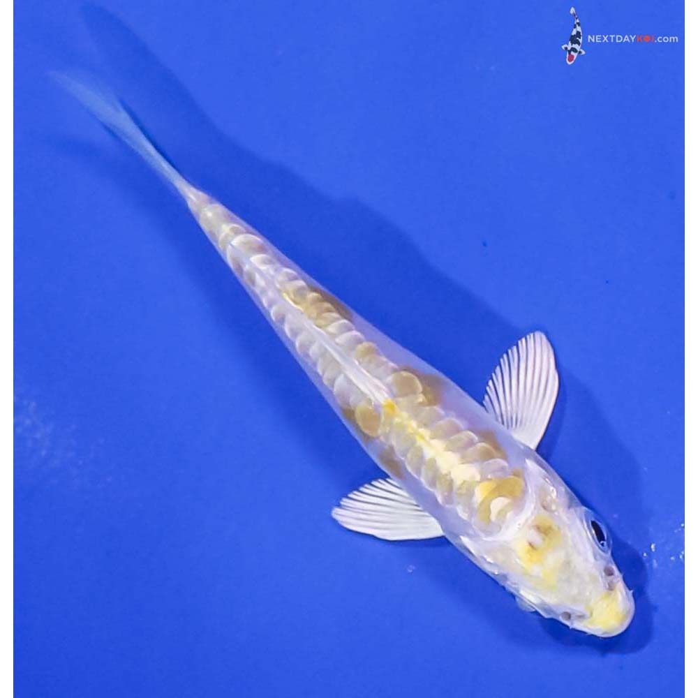 3” Imported Doitsu Lemon Hariwake
