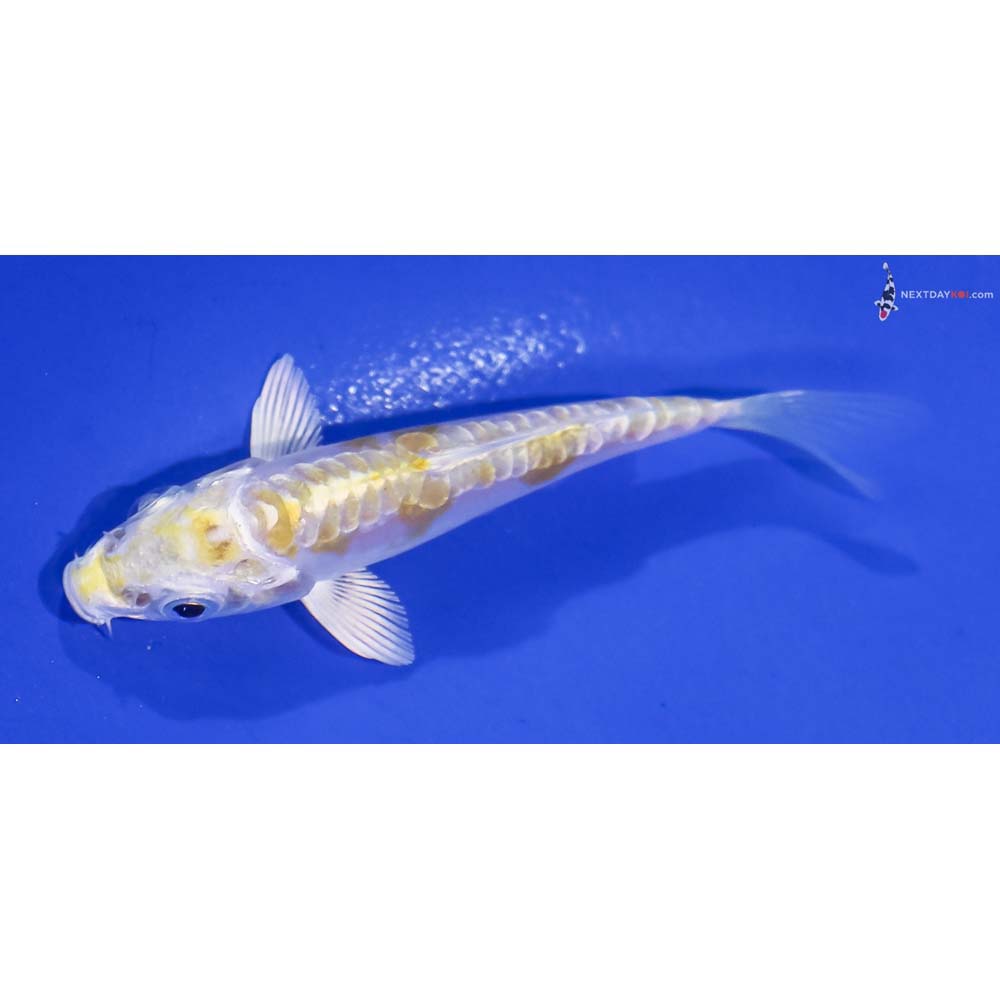 3” Imported Doitsu Lemon Hariwake
