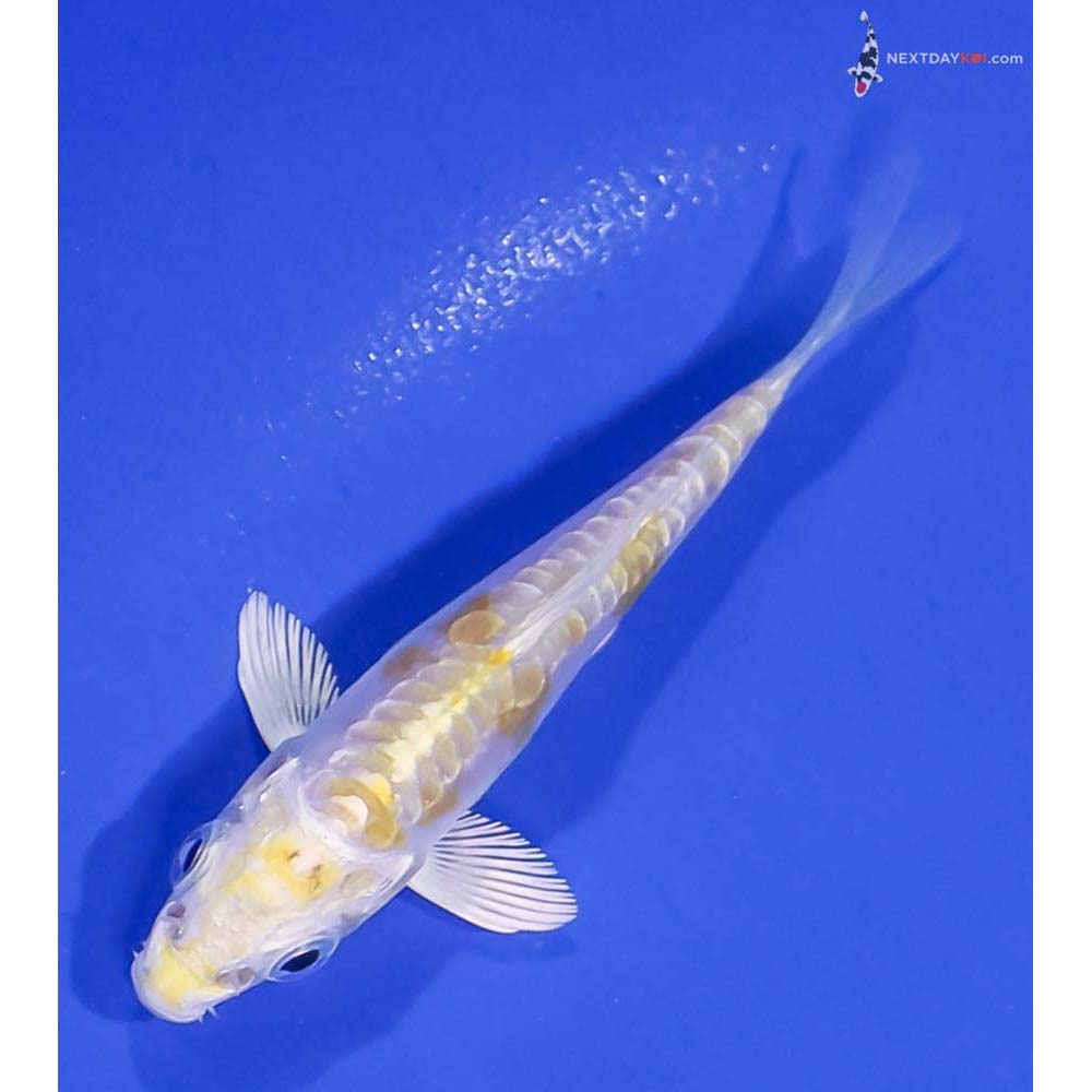 3” Imported Doitsu Lemon Hariwake