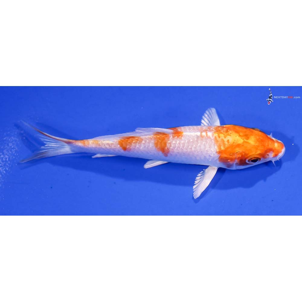 3.5” Imported Hariwake