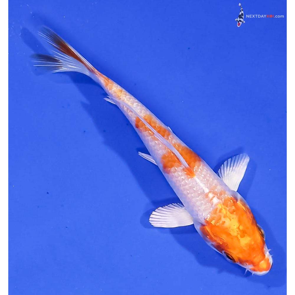 3.5” Imported Hariwake