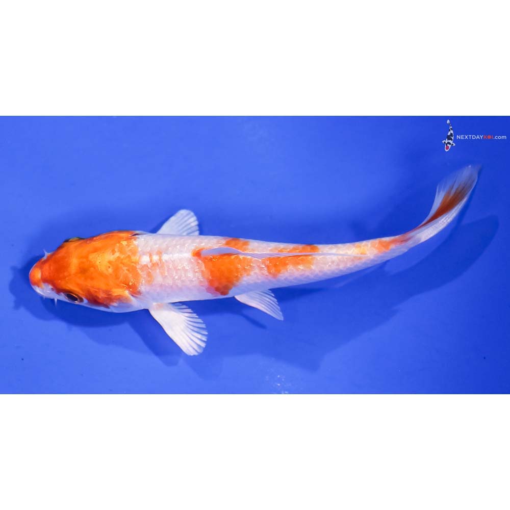 3.5” Imported Hariwake